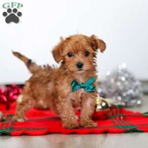 Archie, Yorkie Poo Puppy